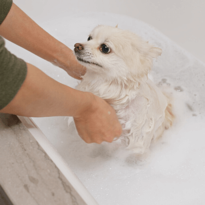 owner washing dog in bathtub