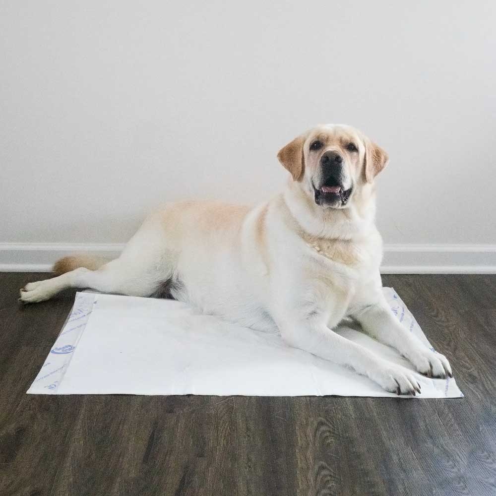 white labrador on NorthShore MagicSorb Disposable Underpad