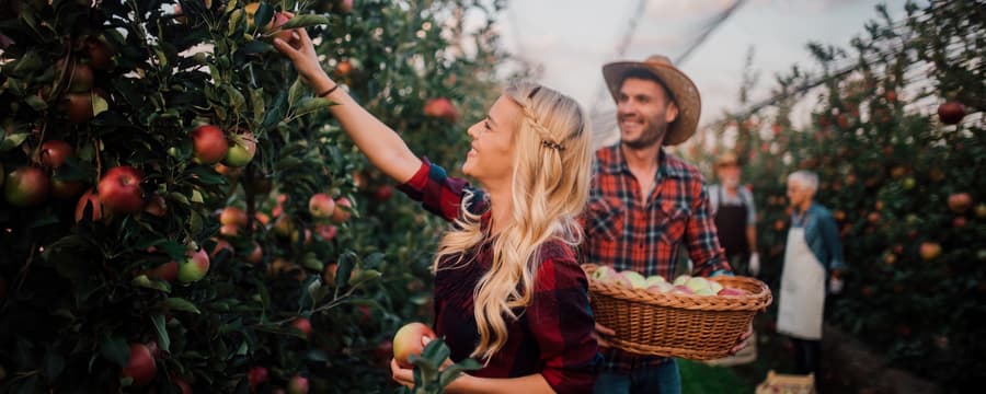 Woman picking apples from a tree while a man holds a basket of freshly picked apples in an orchard.