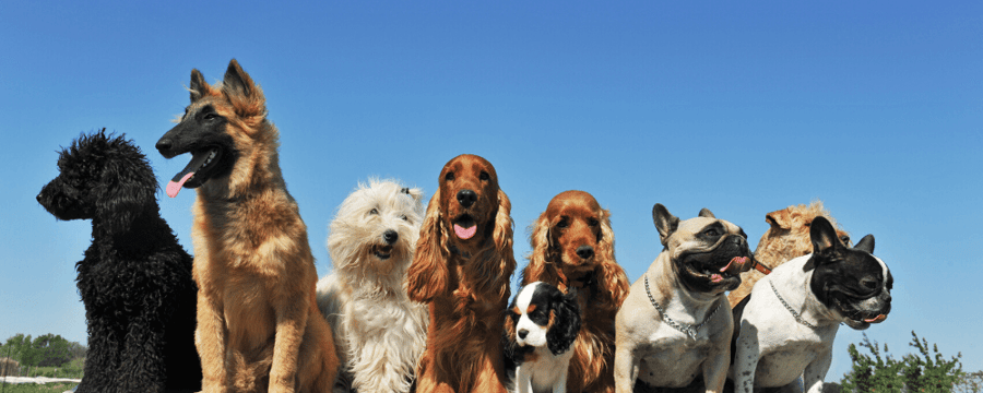 group of dogs outside on a table