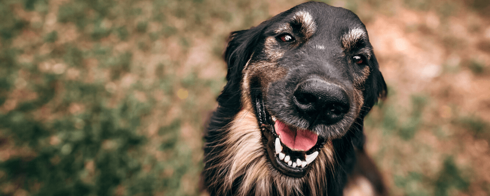 smiling black dog