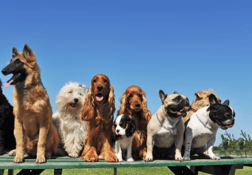 Have A Lot of Dog Pads at Home? Learn All the Other Ways to Use Them