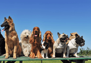 Have A Lot of Dog Pads at Home? Learn All the Other Ways to Use Them