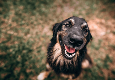 3 Must Have Pet Pads and Other Helpful Products for Dog Owners