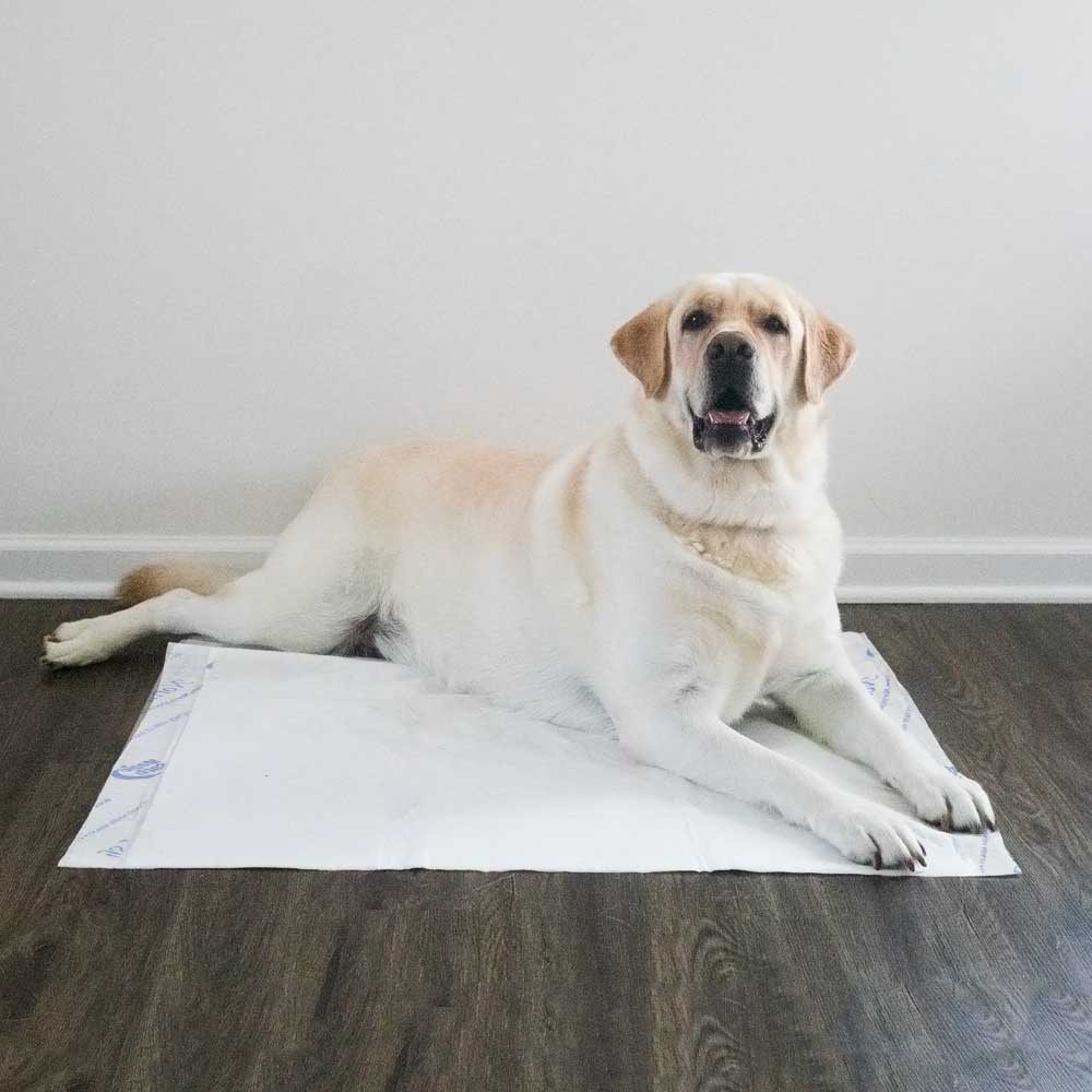 Uses for puppy pads hotsell